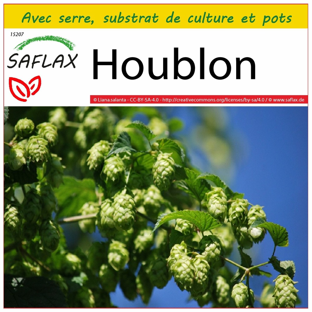 Ensemble de culture - houblon - 50 graines - humulus lupulus