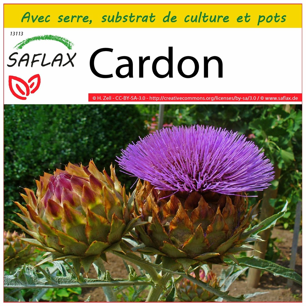 Ensemble de culture - cardon - 50 graines - cynara cardunculus