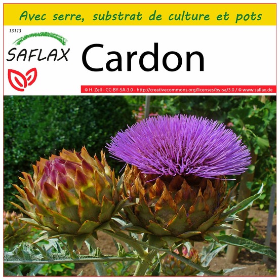 Ensemble de culture - cardon - 50 graines - cynara cardunculus