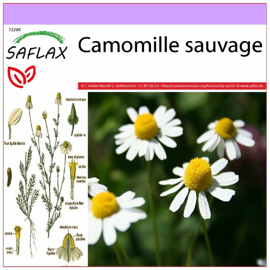 Camomille sauvage - 300 graines - matricaria chamomilla