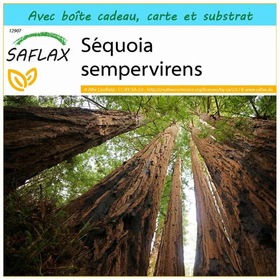 Ensemble-cadeau - séquoia sempervirens - 50 graines - sequoia sempervirens
