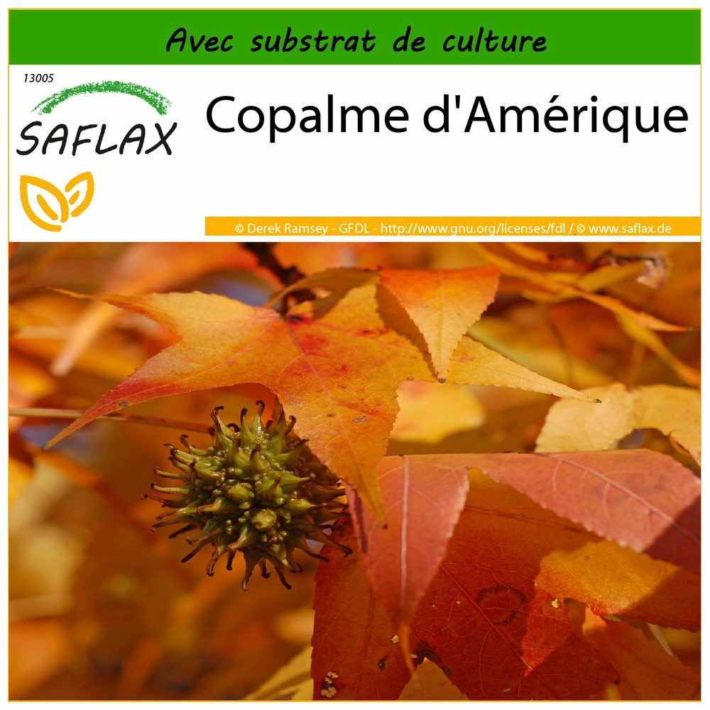 Copalme d'amérique - 100 graines - avec substrat - liquidamber styraciflua