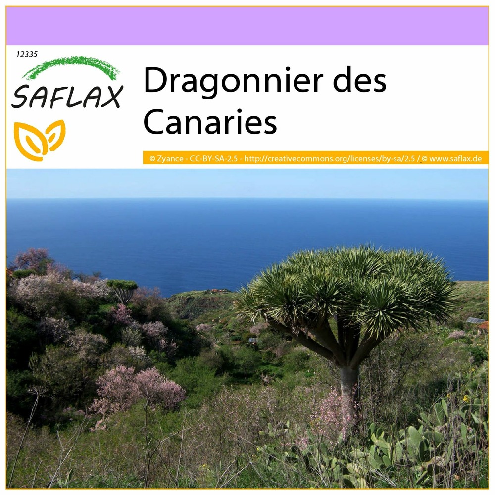 Dragonnier des canaries - 5 graines - dracaena draco