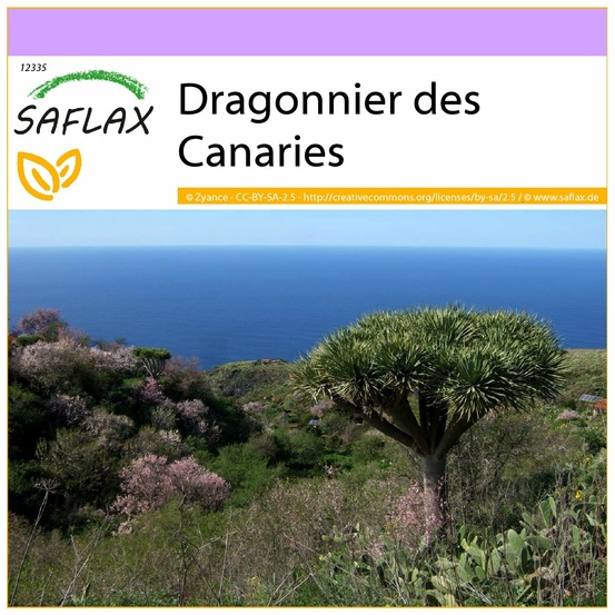 Dragonnier des canaries - 5 graines - dracaena draco