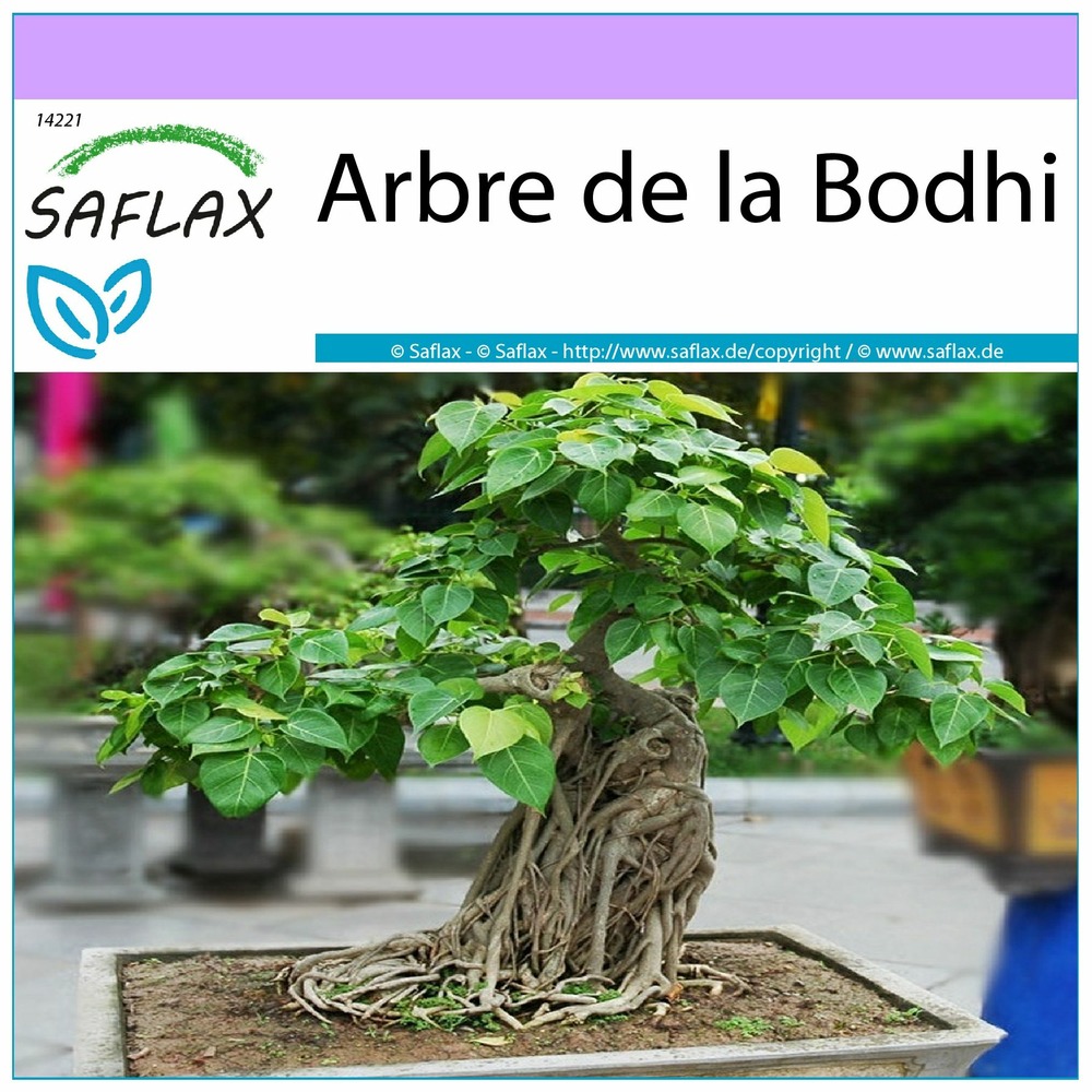 Arbre de la bodhi - 100 graines - ficus religiosa