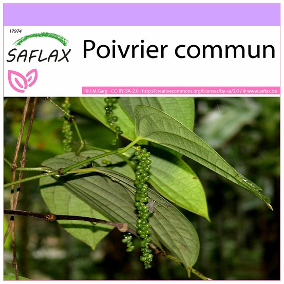 Poivrier commun - 20 graines - piper nigrum