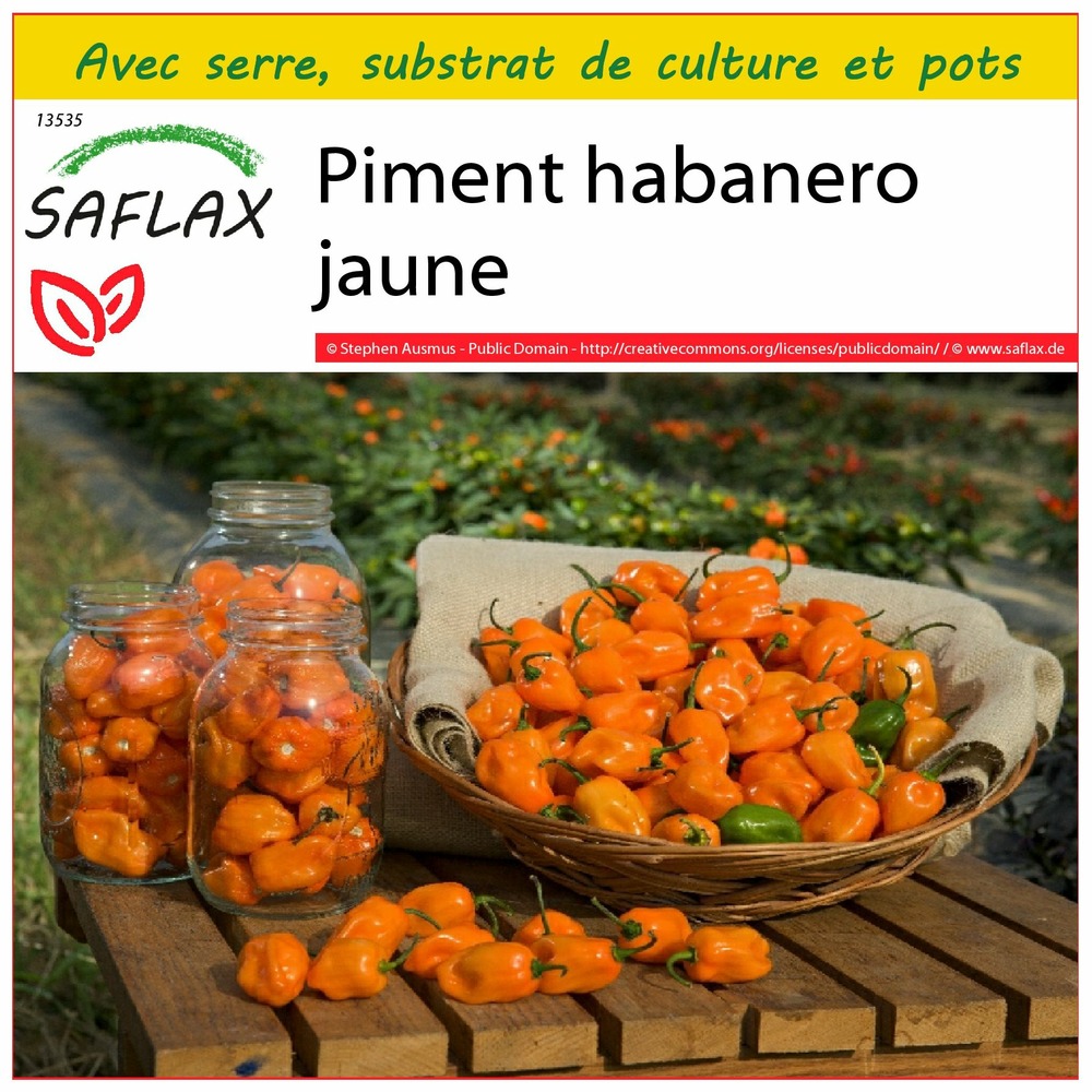 Ensemble de culture - piment habanero jaune - 10 graines - capsicum chinense