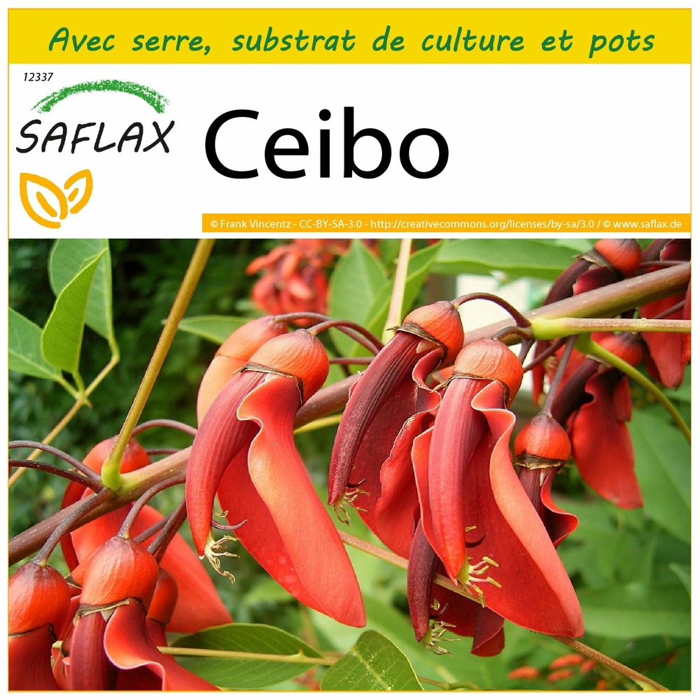 Ensemble de culture - ceibo - 6 graines - erythrina crista-galli