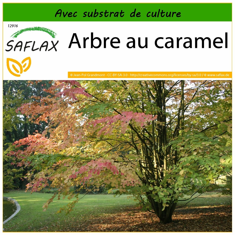 Arbre au caramel - 200 graines - avec substrat - cercidiphyllum japonicum