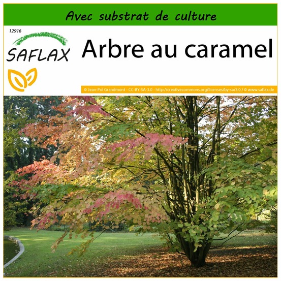 Arbre au caramel - 200 graines - avec substrat - cercidiphyllum japonicum