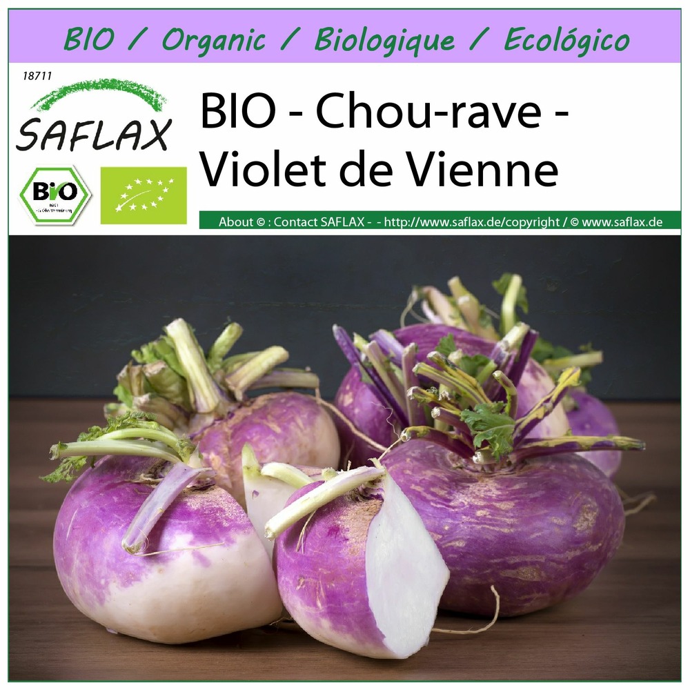 Bio - chou-rave - violet de vienne - 600 graines - brassica rapa