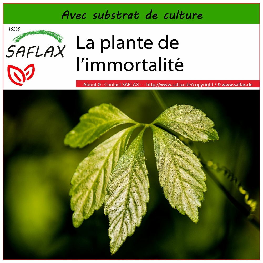 La plante de l’immortalité - 30 graines - avec substrat - gynostemma pentaphyllum