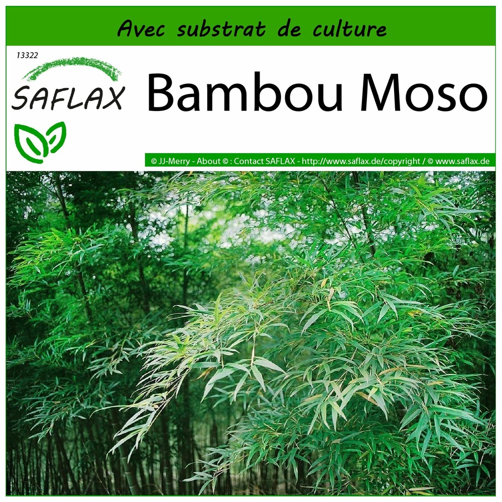 Bambou moso - 20 graines - avec substrat - phyllostachys pubescens