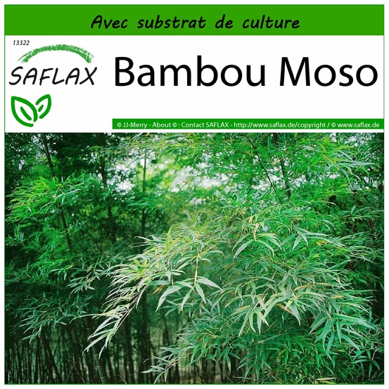 Bambou moso - 20 graines - avec substrat - phyllostachys pubescens