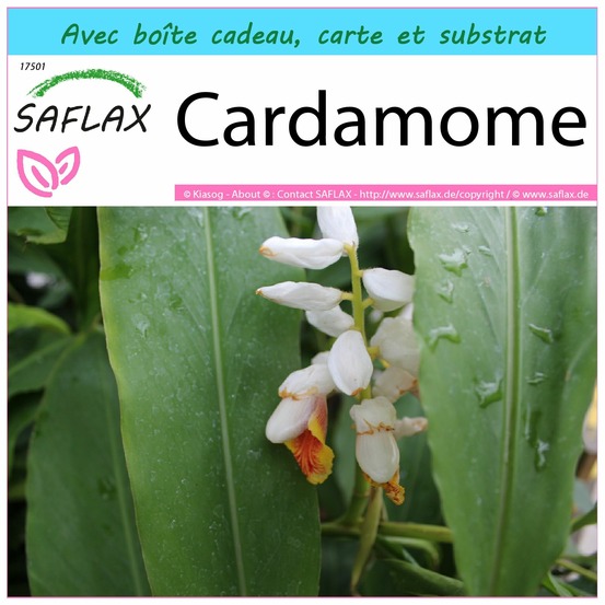 Ensemble-cadeau - cardamome - 20 graines - elettaria cardamomum