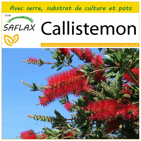 Ensemble de culture - callistemon - 400 graines - callistemon citrinus