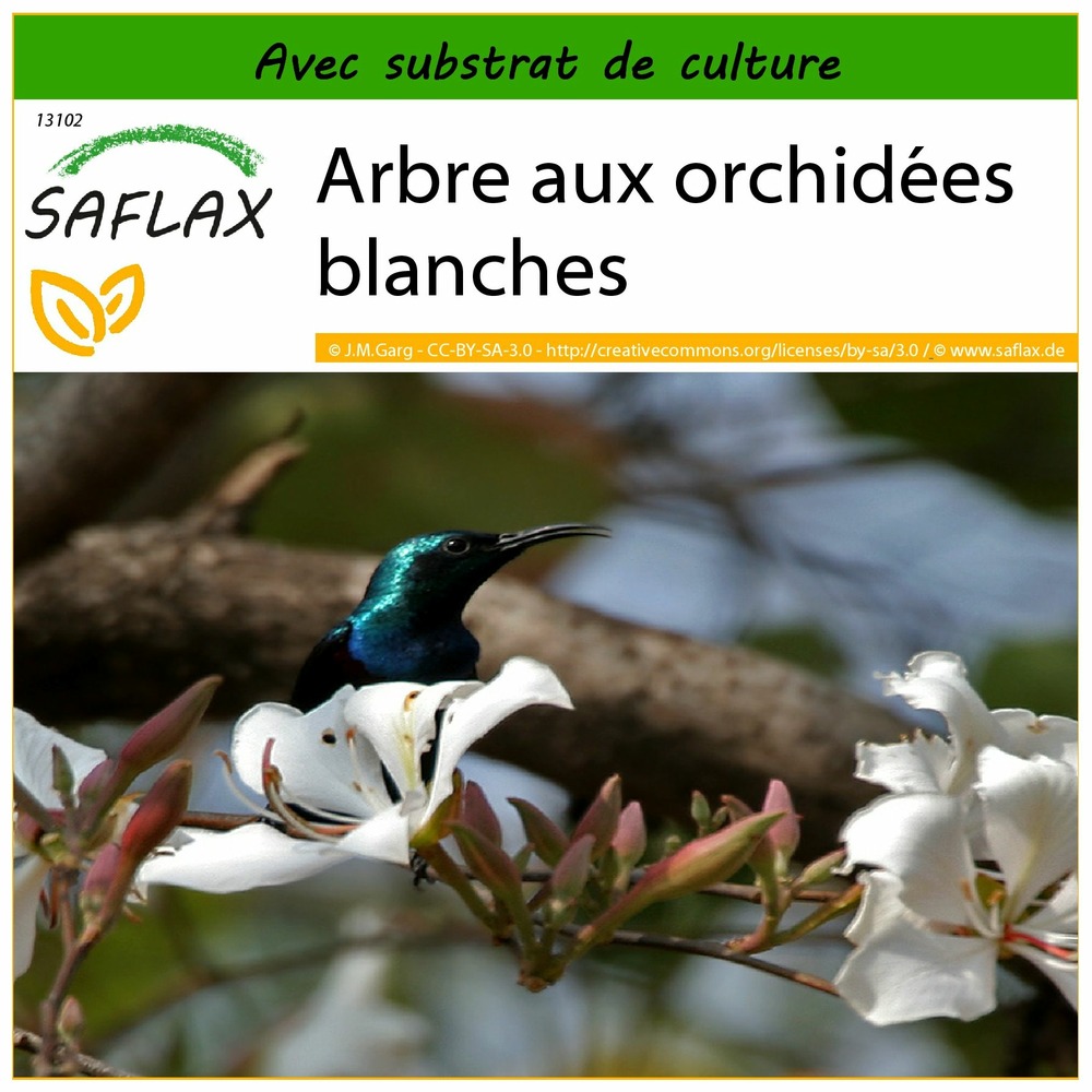 Arbre aux orchidées blanches - 5 graines - avec substrat - bauhinia variegata candida