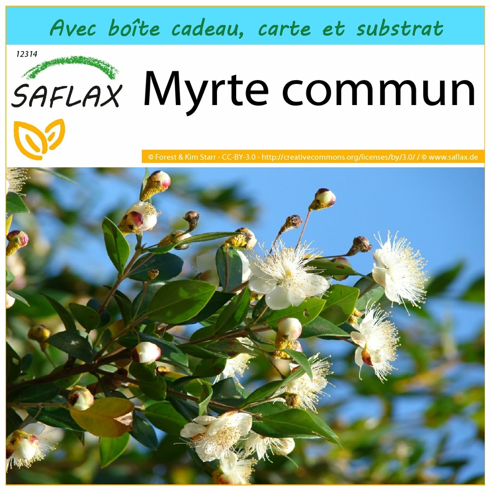 Ensemble-cadeau - myrte commun - 30 graines - myrtus communis