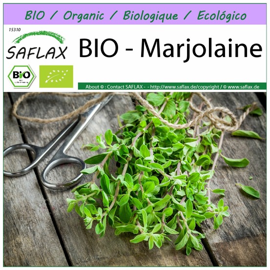 Bio - marjolaine - 700 graines - origanum majorana