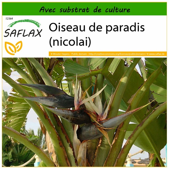 Oiseau de paradis (nicolai) - 5 graines - avec substrat - strelitzia nicolai