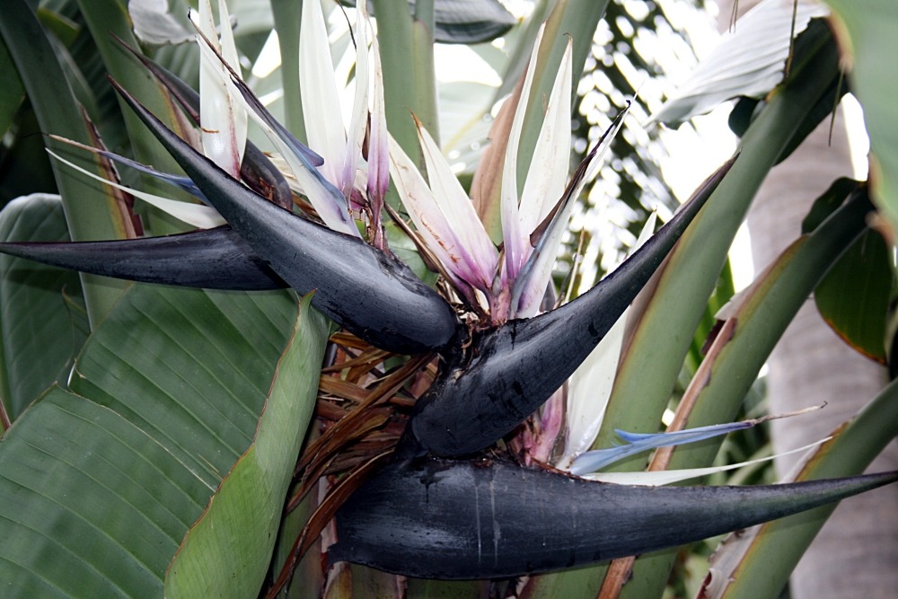Oiseau de paradis (nicolai) - 5 graines - avec substrat - strelitzia nicolai  | Truffaut