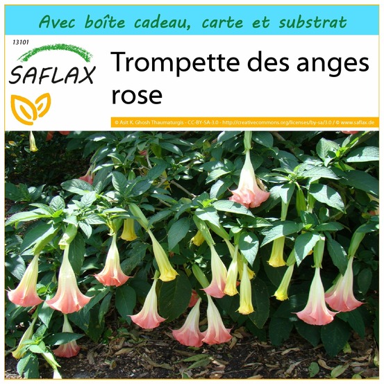 Ensemble-cadeau - trompette des anges rose - 10 graines - brugmansia suaveolens pink