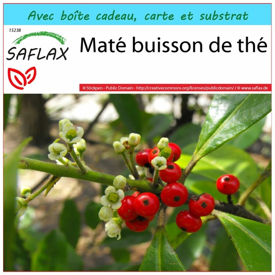 Ensemble-cadeau - maté buisson de thé - 10 graines - ilex paraguariensis