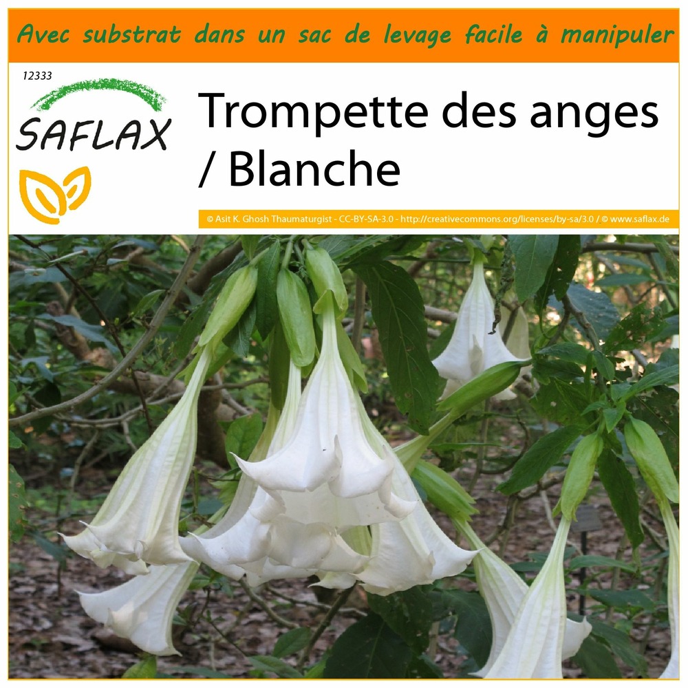 Jardin dans le sac trompette des anges / blanche 10 graines brugmansia suaveolens Truffaut