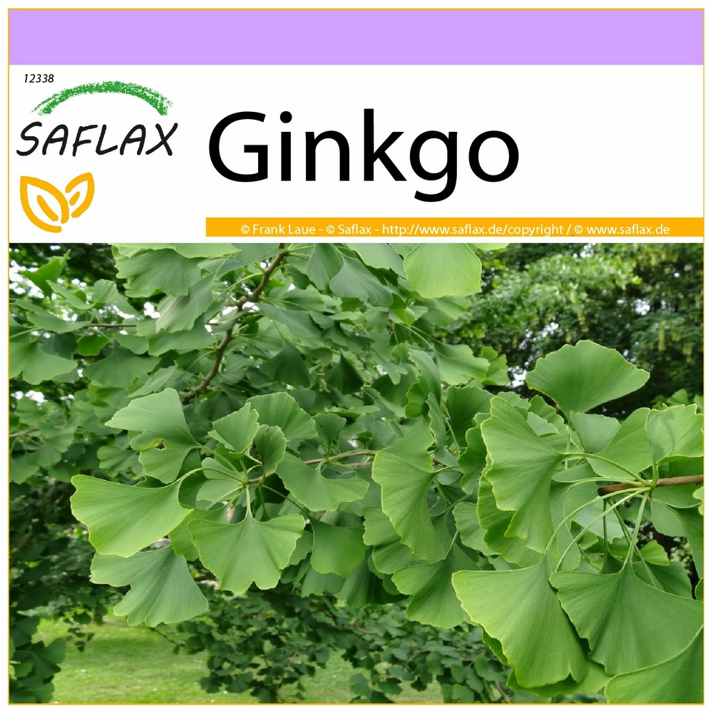 Ginkgo - 4 graines - ginkgo biloba