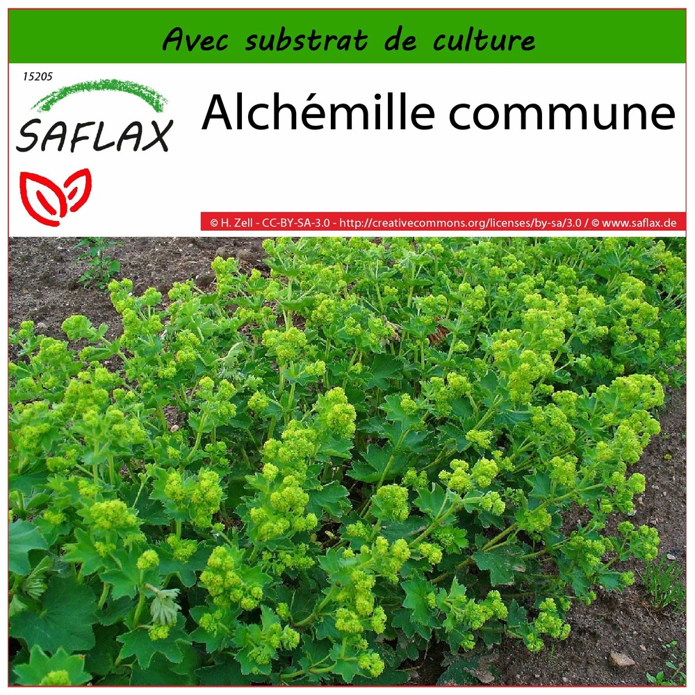 Alchémille commune - 100 graines - avec substrat - alchemilla vulgaris