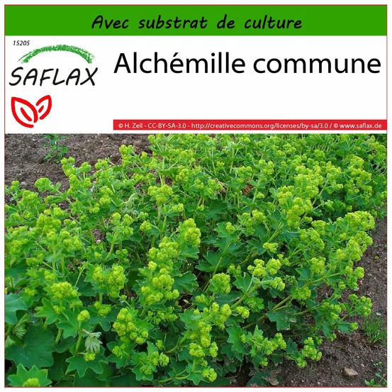 Alchémille commune - 100 graines - avec substrat - alchemilla vulgaris