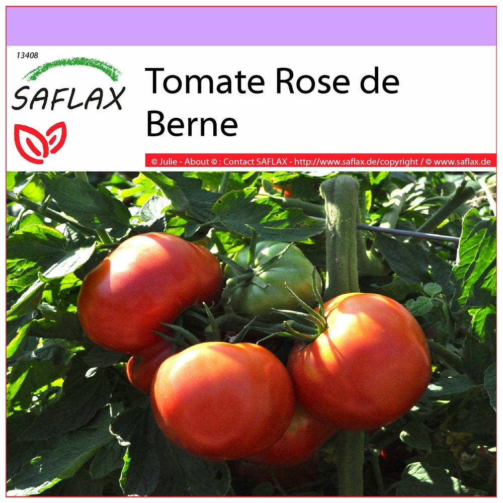 Tomate rose de berne - 10 graines - lycopersicon esculentum
