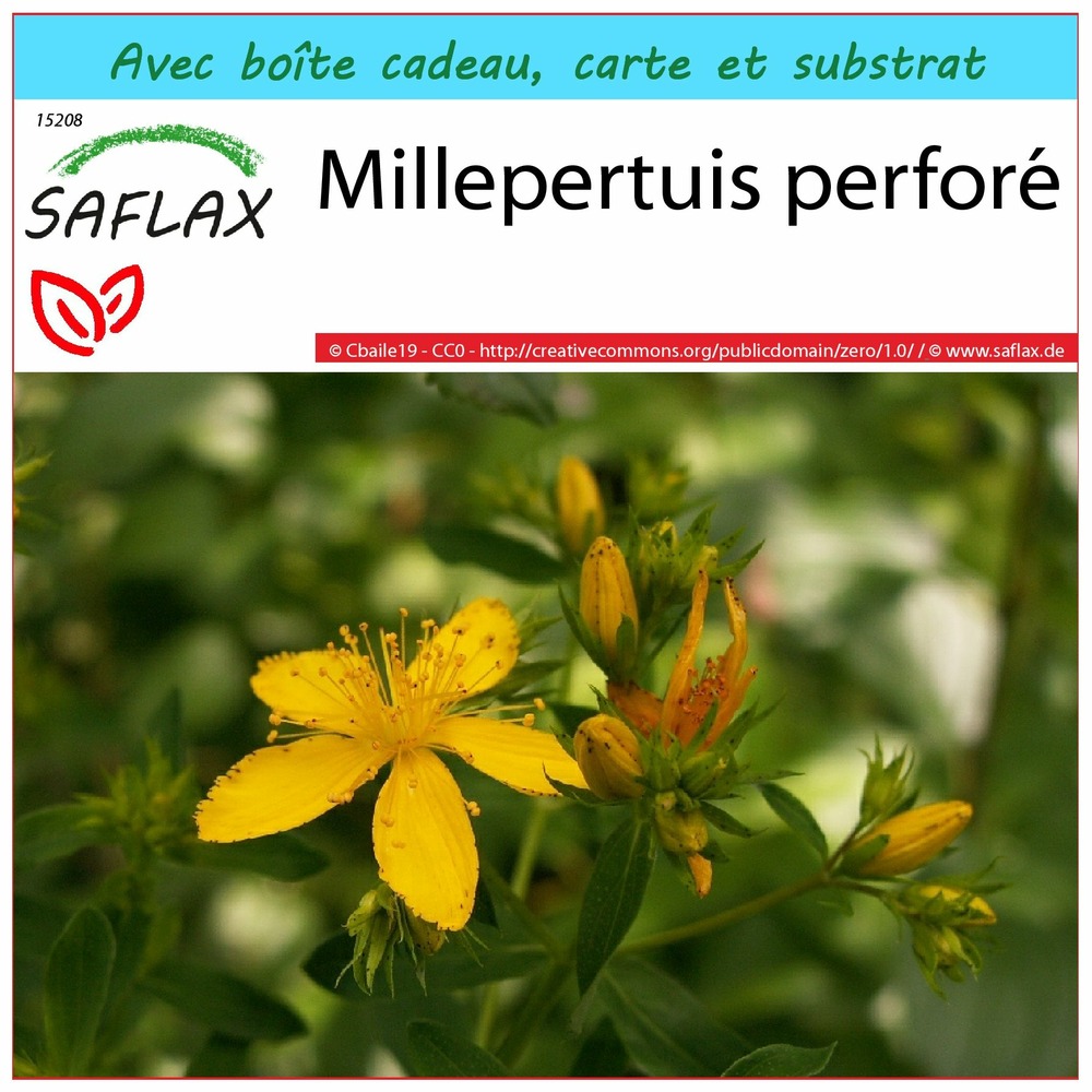 Ensemble-cadeau - millepertuis perforé - 300 graines - hypericum perforatum