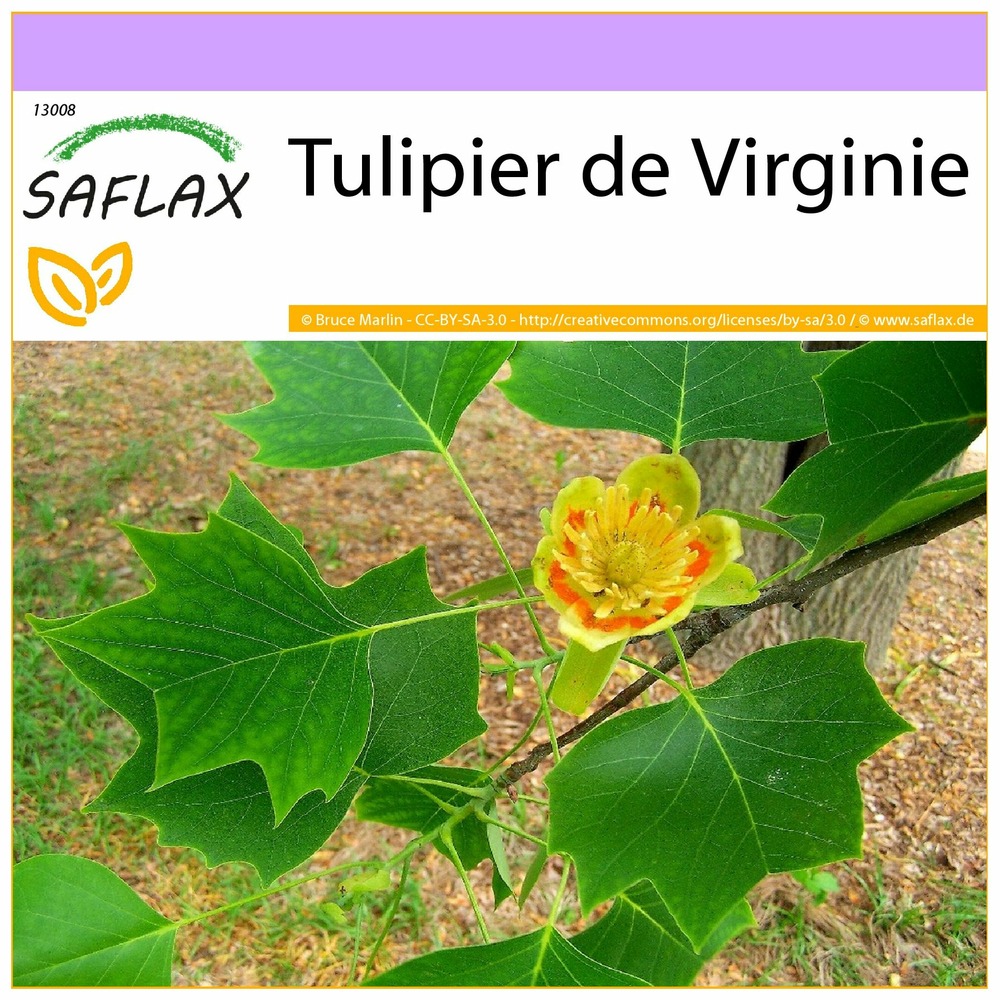 Tulipier de virginie - 20 graines - liriodendron tulipifera
