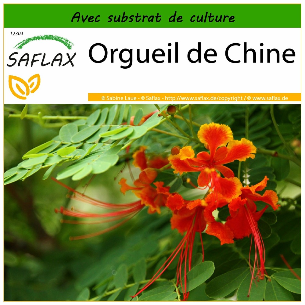 Orgueil de chine - 10 graines - avec substrat - caesalpinia pulcherrima