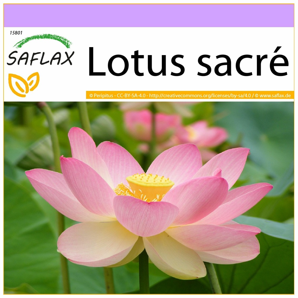 Lotus sacré - 8 graines - nelumbo nucifera