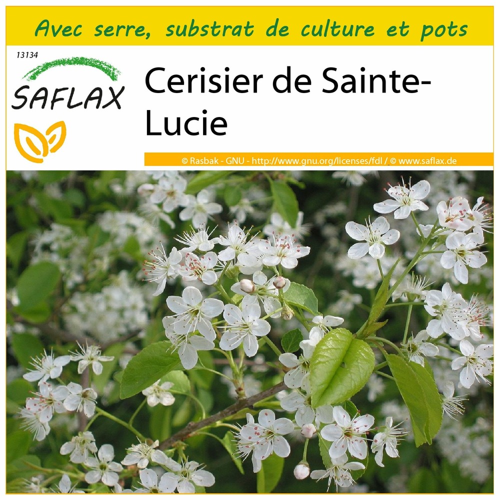 Ensemble de culture - cerisier de sainte-lucie - 30 graines - prunus mahaleb