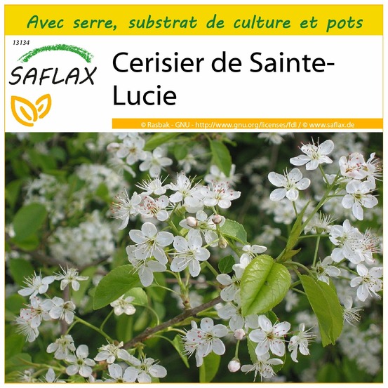 Ensemble de culture - cerisier de sainte-lucie - 30 graines - prunus mahaleb