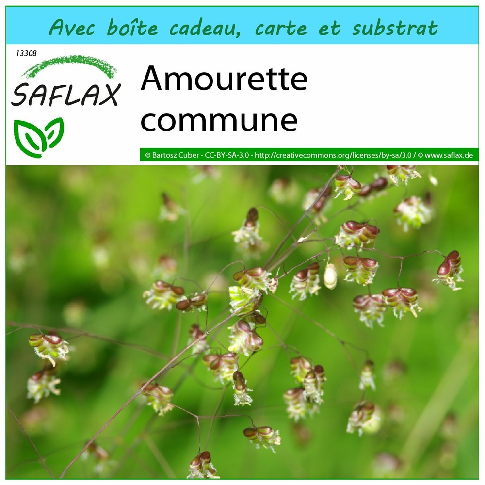 Ensemble-cadeau - amourette commune - 75 graines - briza media