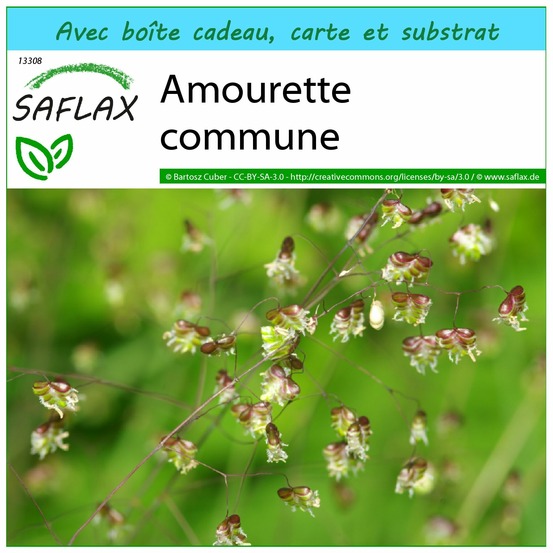 Ensemble-cadeau - amourette commune - 75 graines - briza media