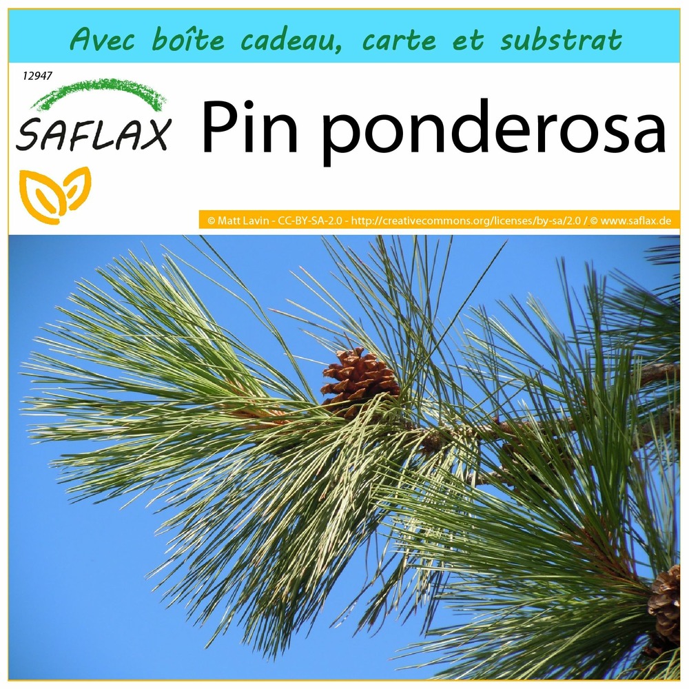 Ensemble-cadeau - pin ponderosa - 20 graines - pinus ponderosa