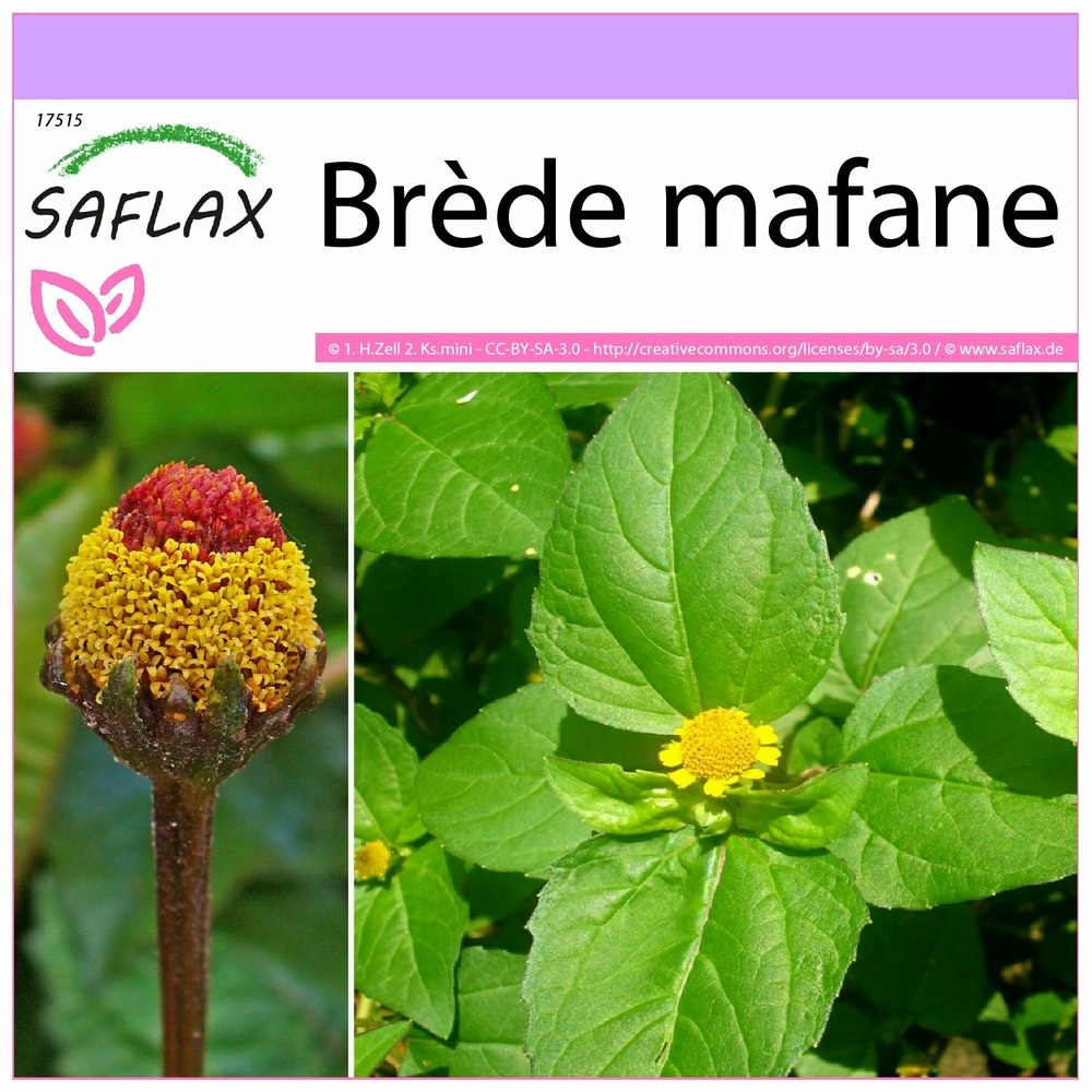 Brède mafane - 500 graines - acmella oleracea