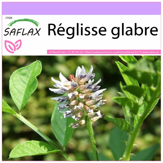 Réglisse glabre - 30 graines - glycyrrhiza glabra
