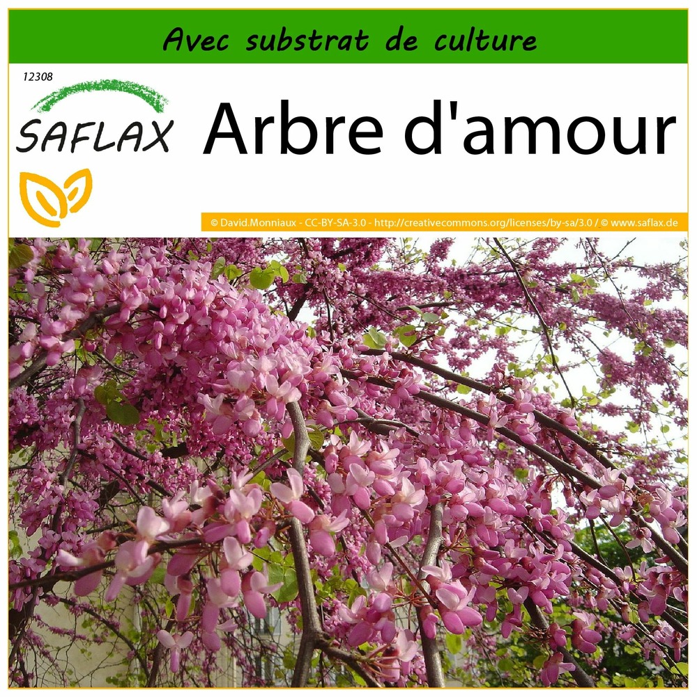 Arbre d'amour - 60 graines - avec substrat - cercis siliquastrum