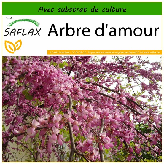 Arbre d'amour - 60 graines - avec substrat - cercis siliquastrum