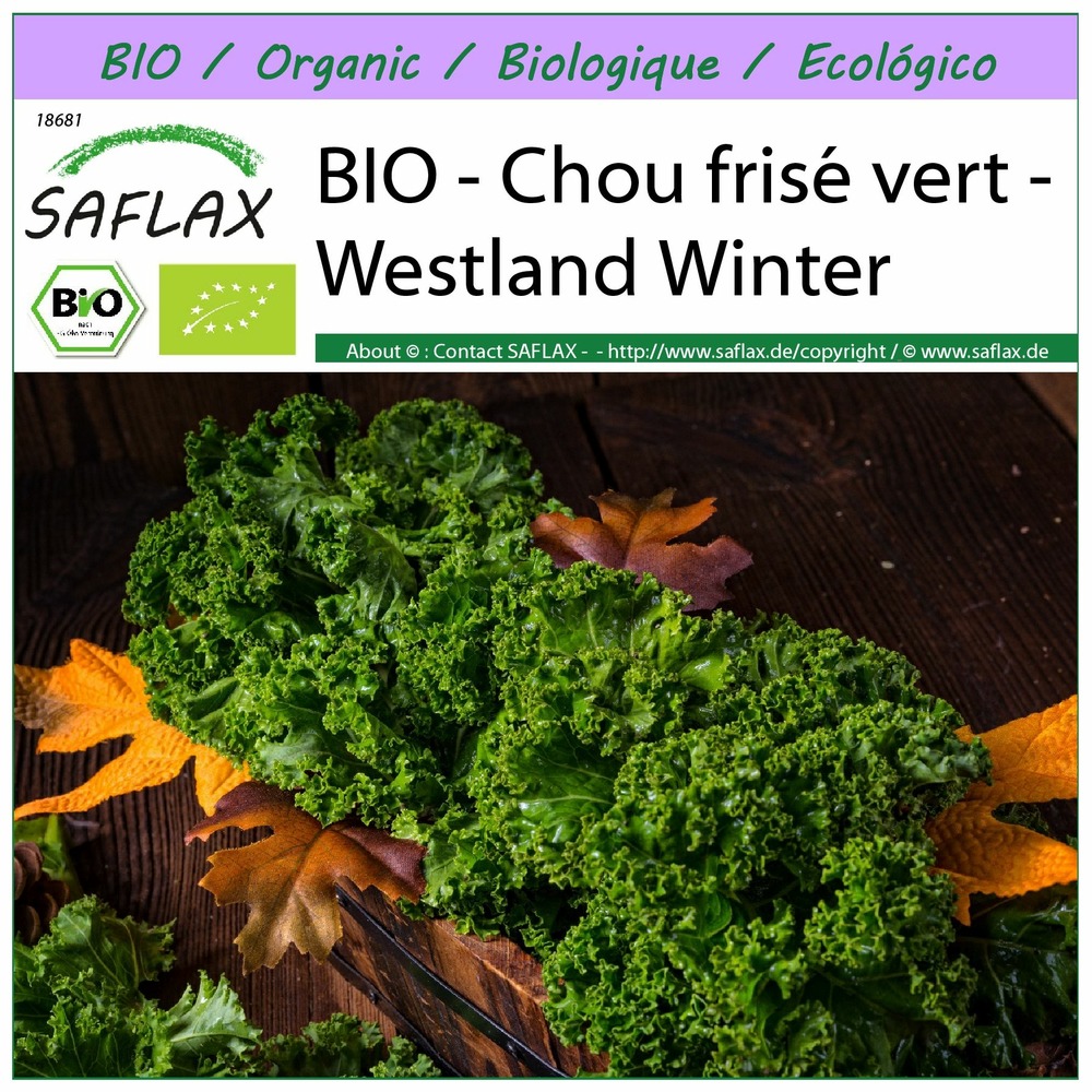 Bio - chou frisé vert - westland winter - 70 graines - brassica oleracea var. Sabellica