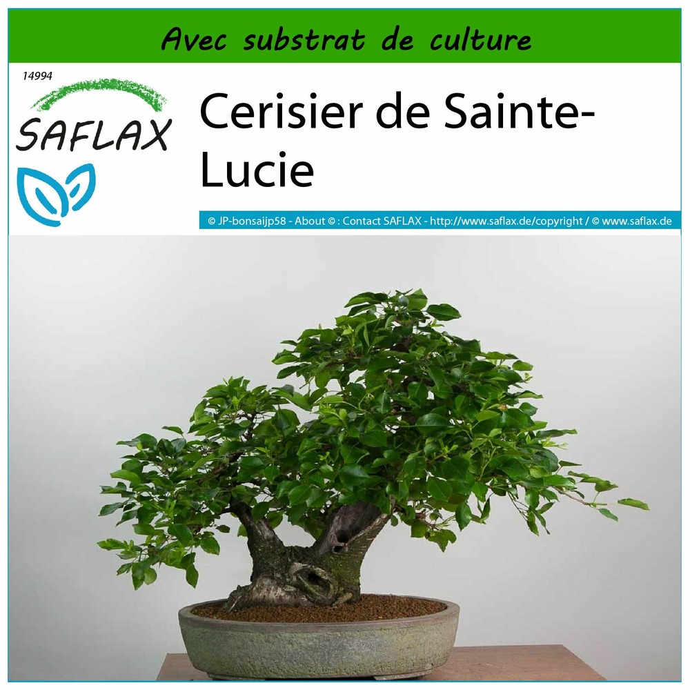 Cerisier de sainte-lucie - 30 graines - avec substrat - prunus mahaleb