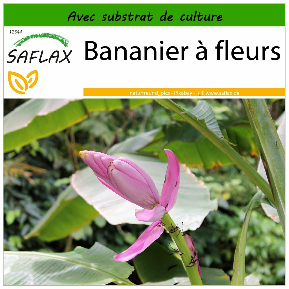Bananier à fleurs - 8 graines - avec substrat - musa velutina