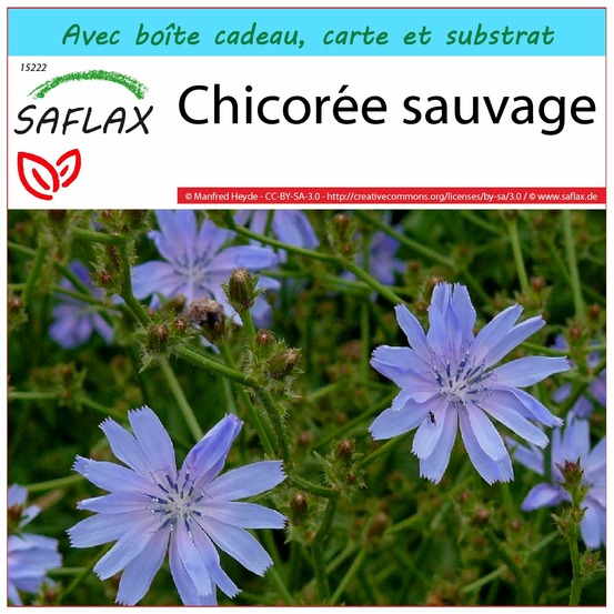 Ensemble-cadeau - chicorée sauvage - 250 graines - cichorium intybus