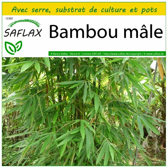 Ensemble de culture - bambou mâle - 50 graines - dendrocalamus strictus